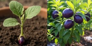 How to Grow Eggplant Brinjal Step-by-Step