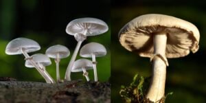 How to Grow Mushrooms at Home or Farm
