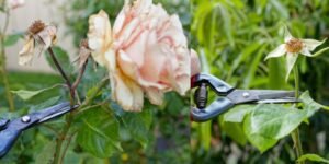 Pruning and Deadheading