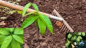 Soil Preparation