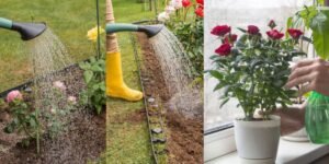 Watering Routine