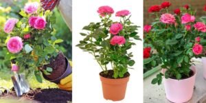 Planting the Rose

In Pots:
