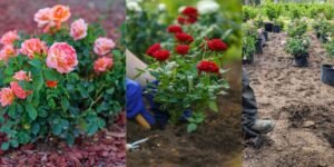 Planting the Rose

In garden