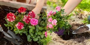 Prepare the Soil Mix