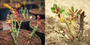 Select the Ideal Pot or Garden Spot
For Pots