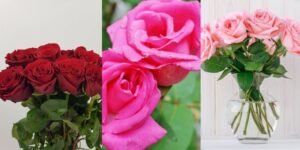 How to Grow a Rose Plant in Balcony Pots or Garden