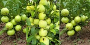 How to Grow Guavas in Pots