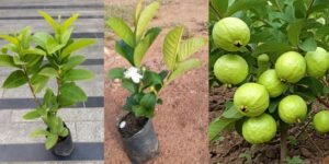 How to Grow Guavas in Pots