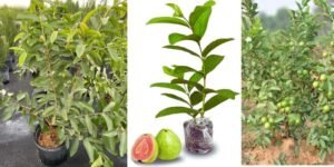  Guava in pots 