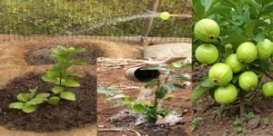 watering and fertilizing guava
