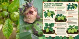 Pest & Disease Control-