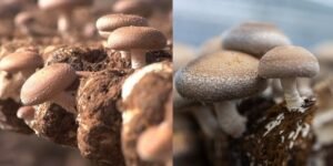 Incubation (Mycelium Growth)