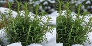 Winter Care (For Cold Climates)