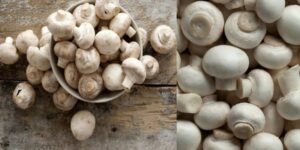 Fruiting Stage  mashroom