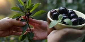 Black plum