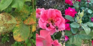 How to Grow a Rose Plant in Balcony Pots or Garden
