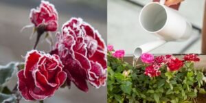 Winter and Seasonal Care In winter, reduce watering