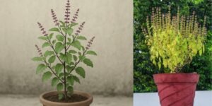 Find Tulsi's Happy Place