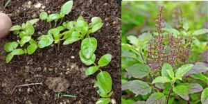 Starting from Seeds? No Problem