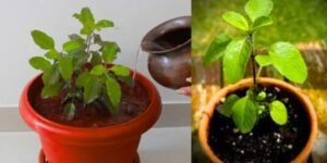 Watering – Less is More