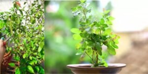 Trim It to Win It (a.k.a. Pruning)