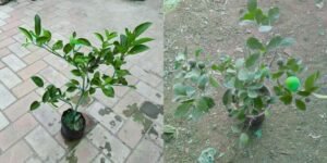 Growing a Lemon at Home
