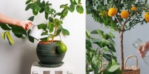 Watering: Less Is More