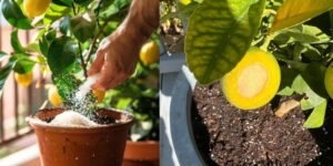 Every 2–4 weeks, I feed the plant