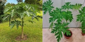 How to Grow Papaya in Balcony