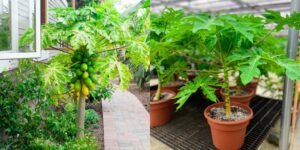 How to Grow Papaya in Balcony