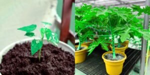 Prepare the Pot or Soil Bed
If growing in pots