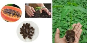 Grow from Seeds or Saplings: