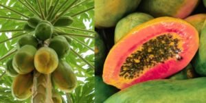 Harvesting Your Papayas