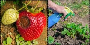 Protect from Pests