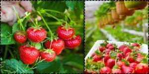 How to Grow Strawberries in Pots, Balcony, or a Mini Garden