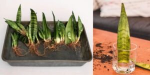 How to Propagate Snake Plant