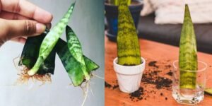 Propagate or Plant