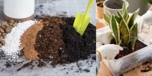 Prepare the Soil Mix