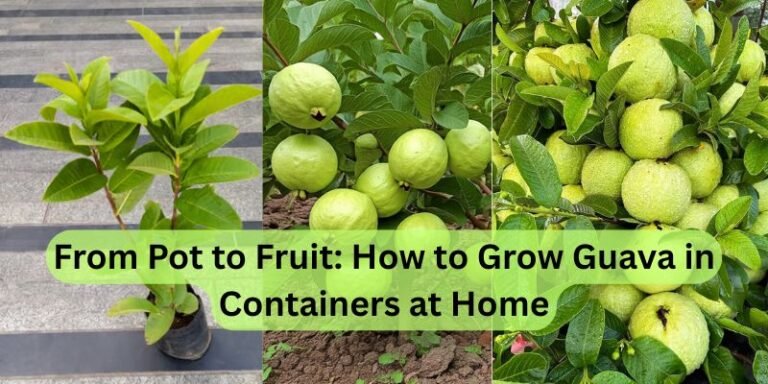 How to Grow Guava in Pots