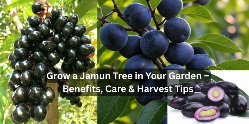 How to Grow a Jamun Tree at Home