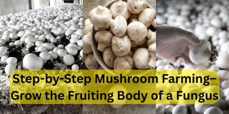 Step-by-Step Mushroom Farming – Grow the Fruiting Body of a Fungus