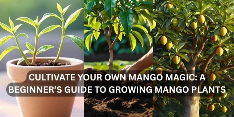 How to grow a mango Plant