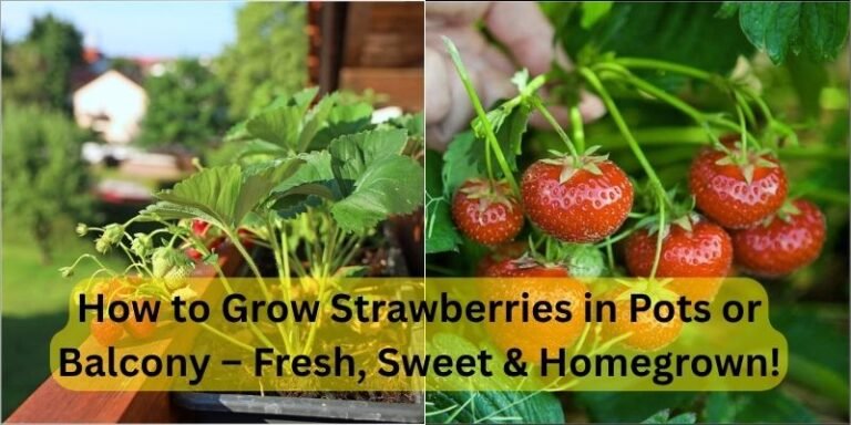 How to Grow Strawberries in Pots, Balcony