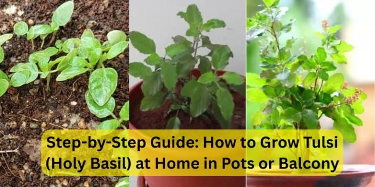 How to Grow Juicy Grapes in Pots or Balcony – No Farm Needed! (15)