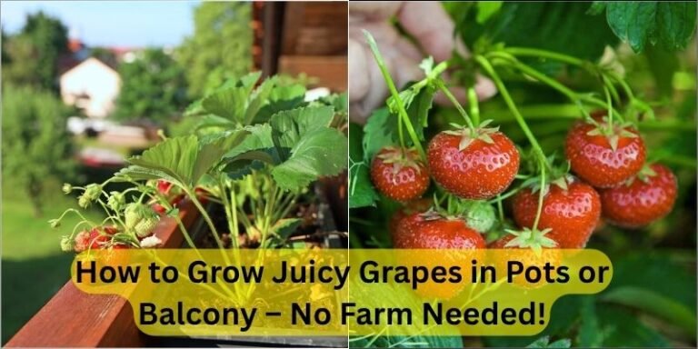 How to Grow Juicy Grapes in Pots or Balcony – No Farm Needed!