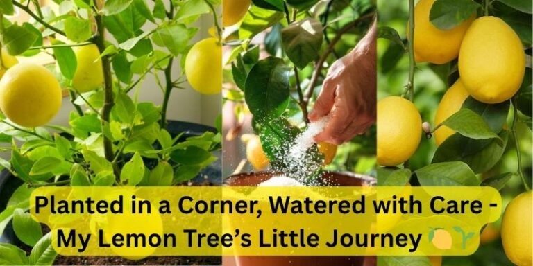 How to Grow Juicy Grapes in Pots or Balcony – No Farm Needed! (8)