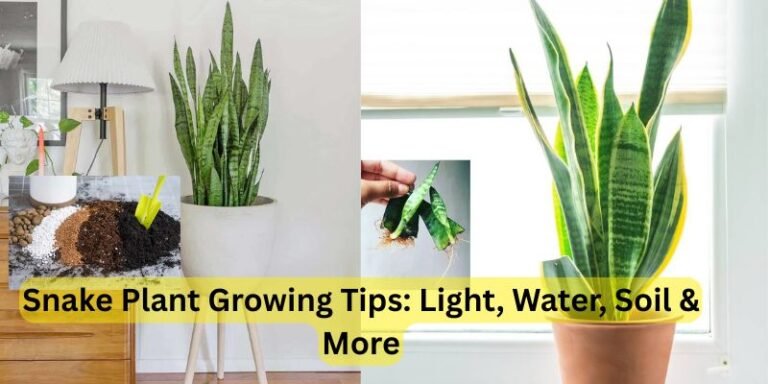 Snake Plant Growing Tips Light, Water, Soil & More
