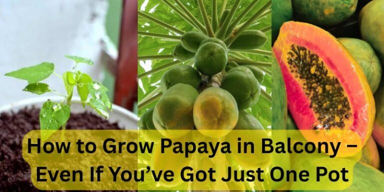 How to Grow Papaya in Balcony: Small Plant